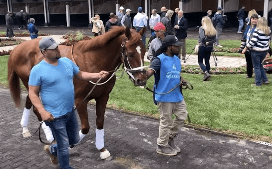 The Role of Horse Racing Trainers in Developing Winners